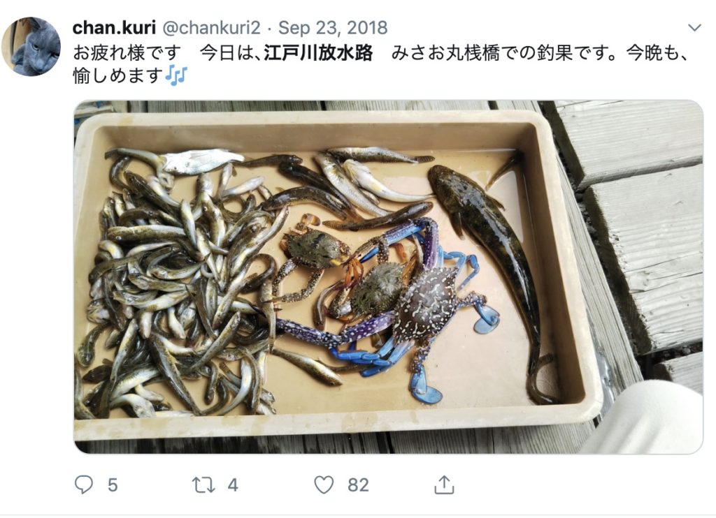 江戸川放水路で釣れる魚｜ハゼ、マゴチ、カレイ、セイゴ、シーバス、サヨリなどの魚種が釣れます