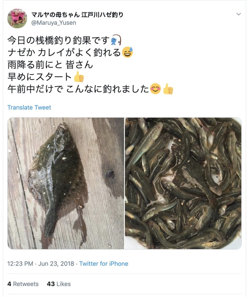 江戸川放水路でカレイが釣れる！ 江戸川放水路のポイント、釣れる時期などまとめ