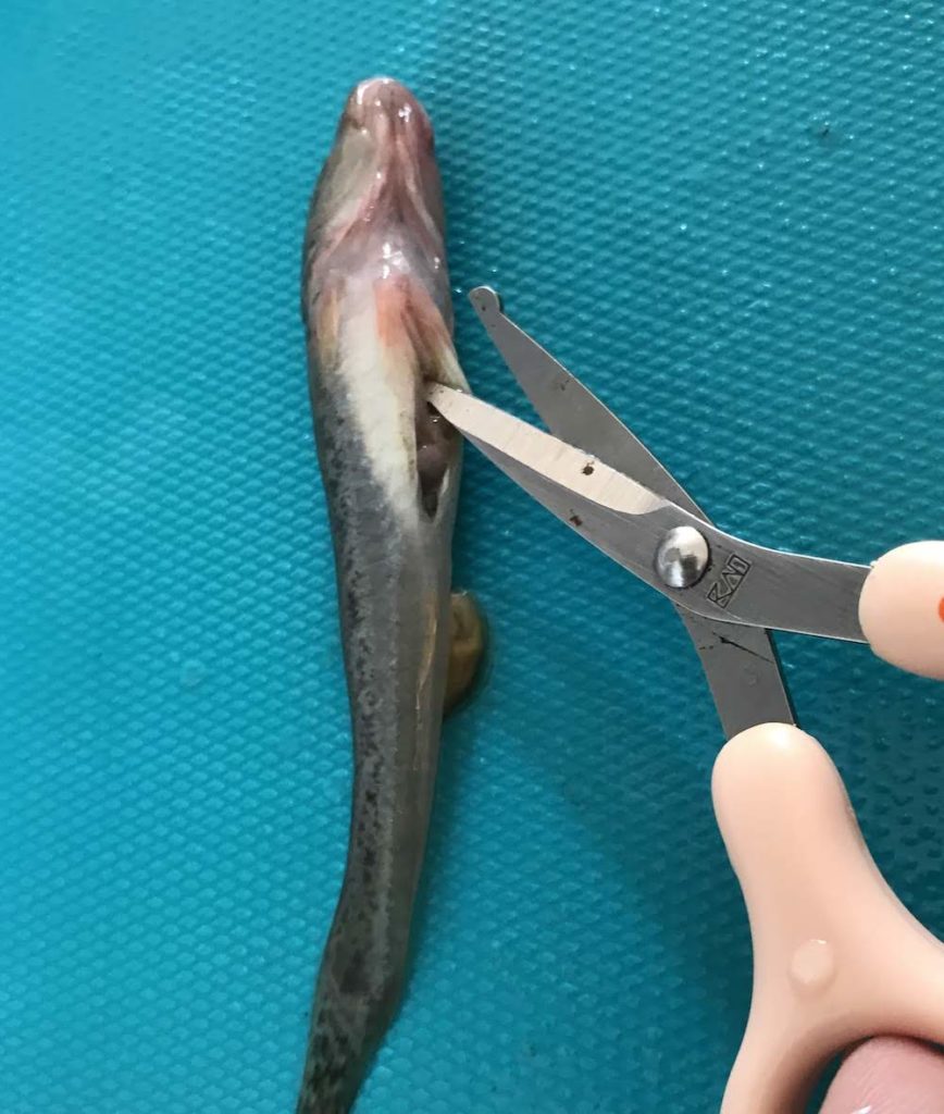 ハゼの頭は食べられる？ マハゼを内臓だけ取って、ハゼを丸揚げにして食べてみた