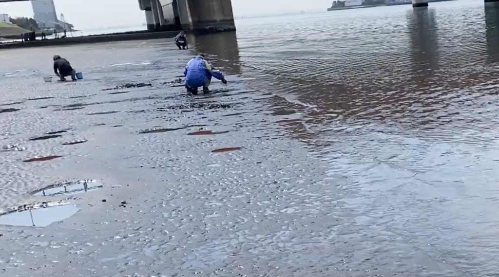 江戸川放水路の潮干狩りに最適な2021年5月、6月、7月の大潮・中潮時の干潮の時間と水位のまとめ